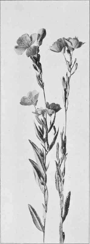 Common Sundrops (Kneiffia fructicosa)