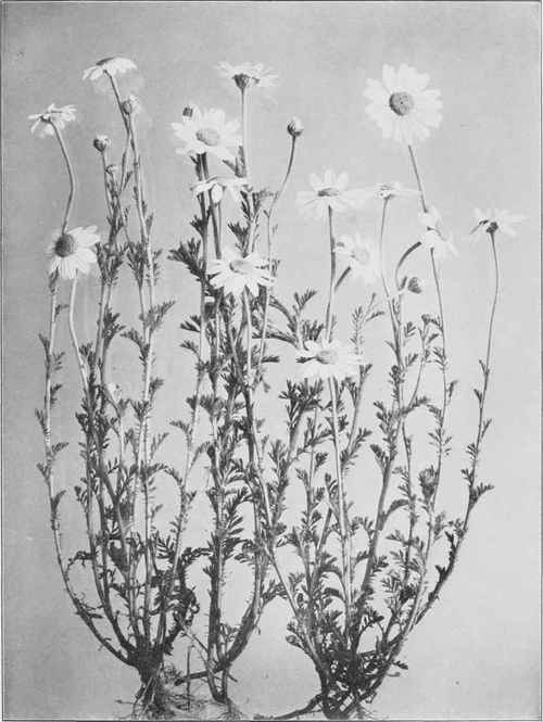 Corn Or Field Camomile (Anthemis arvensis)