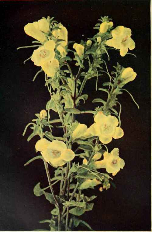 Downy False Foxglove, (Dasystoma flava.)