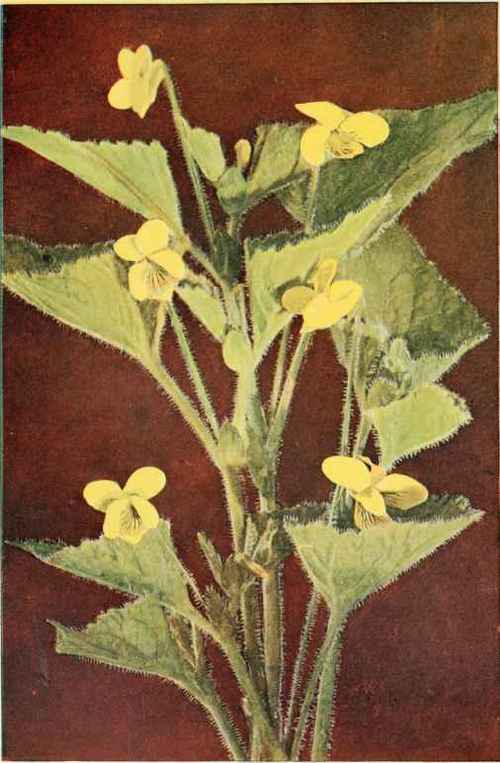 Downy Yellow Violet. (Viola pubescens)