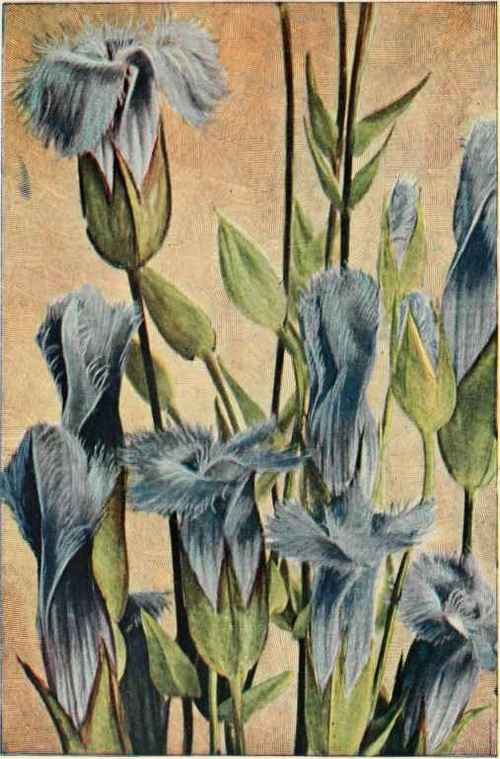 Fringed Gentian. (Gentiana crinita.)