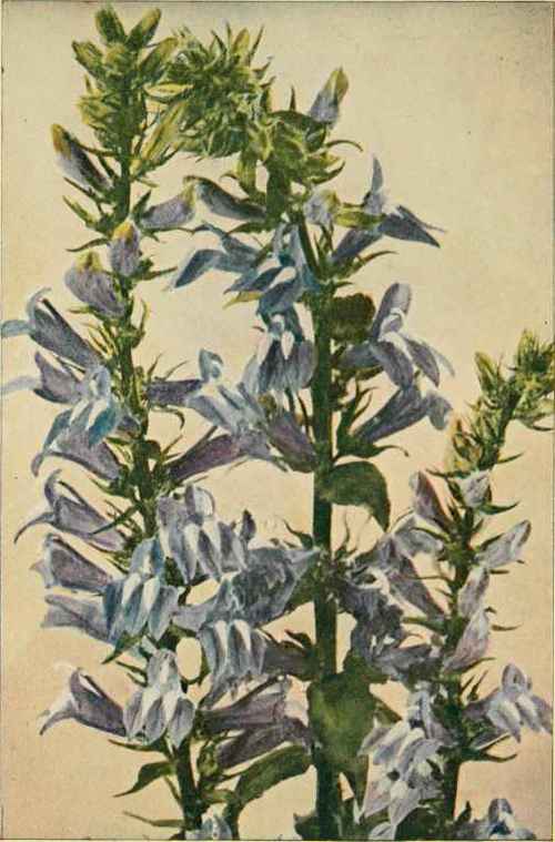 Great Lobelia Or Blue Cardinal Flower. (Lobelia syphilitica.)