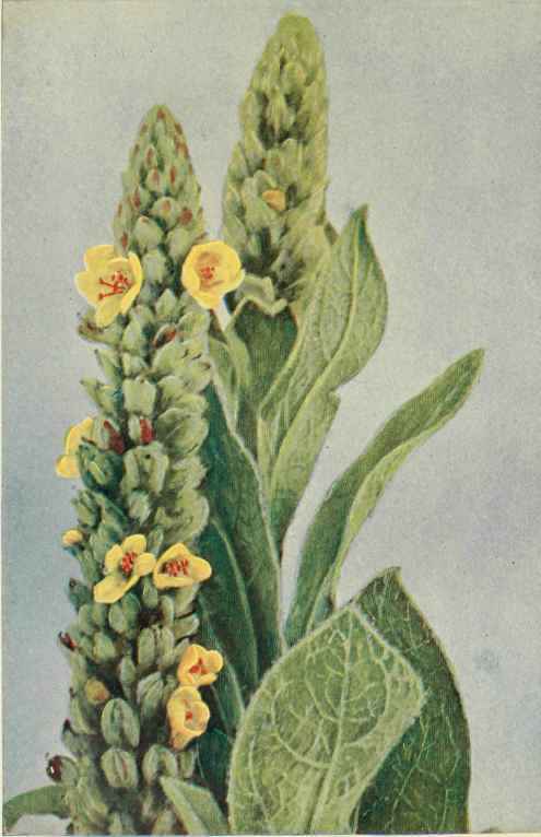 Great Mullen Or Velvet Dock (Verbascum thapsus).