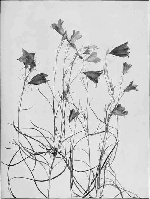 Harebell (Campanula rotundifolia)