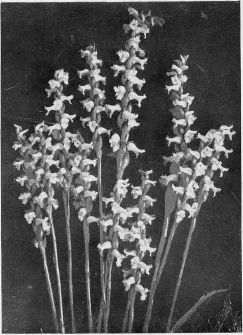 Ladies' Tresses (Gyrostachys cernua)