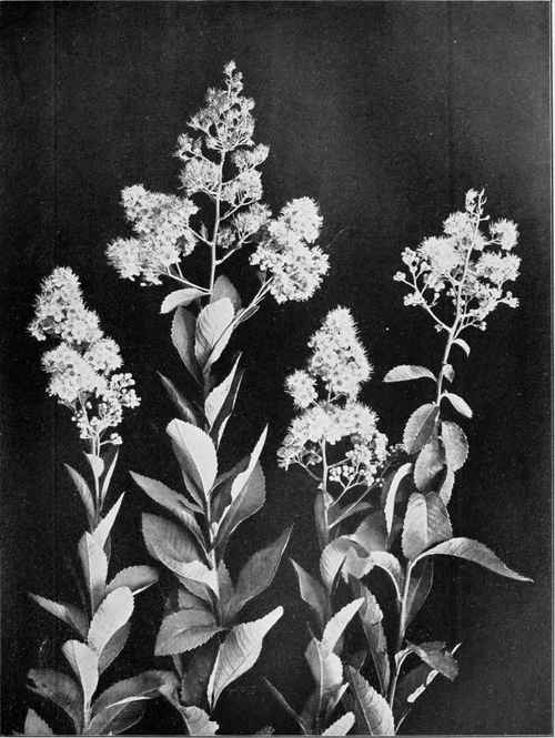 Meadow Sweet (Spirea salicifolia)