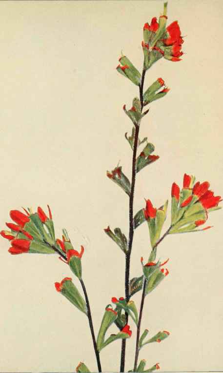 Painted Cup. (Castilleja coccinea)