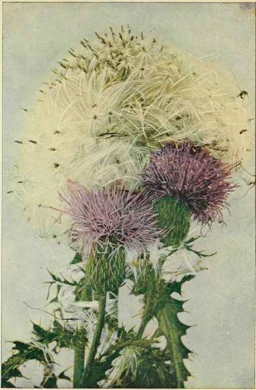 Pasture Or Fragrant Thistle. Carduus odoratus.)