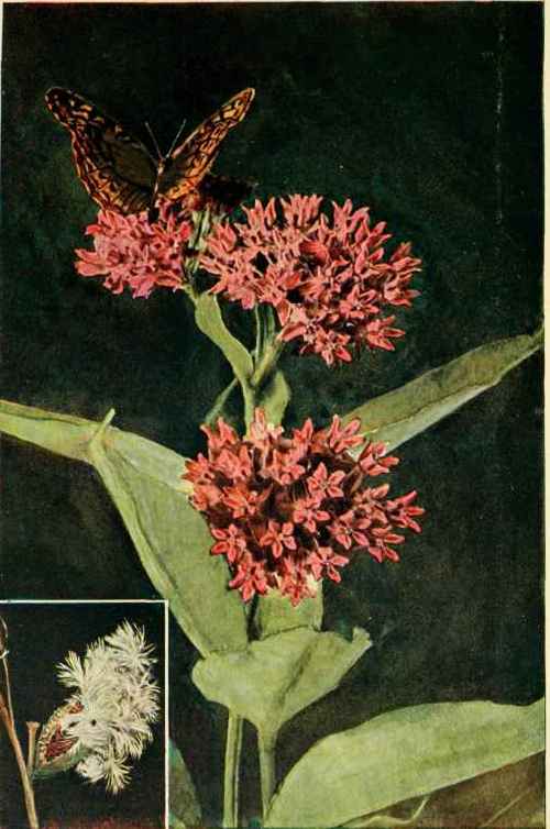 Purple Milkweed. (Asclepias parpurascens.)