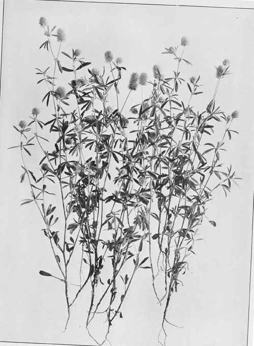 Rabbit Foot Clover (Trifolium arvense)