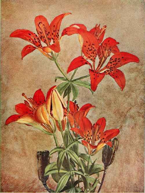 Red Or Wood Lily. (Lilium Philadelphicum.)