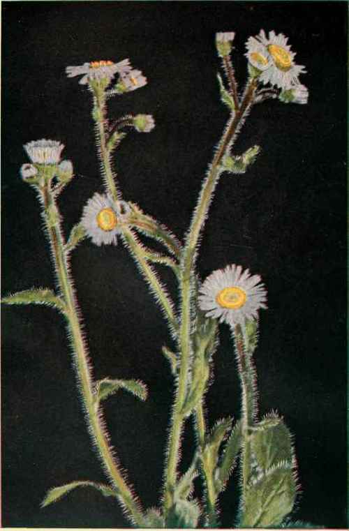 Robin's Plantain Or Blue Spring Daisy. (Erigeron pulchellus.)