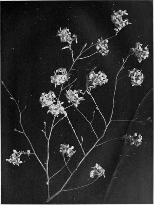 Shad Bush. (Amelanchier Botryapiuim)