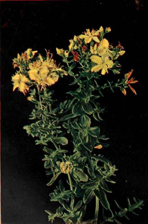 Shrubby St John's Wort. (Hypericum prolificum.)