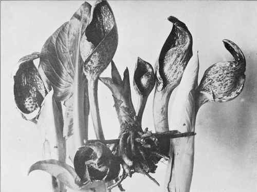 Skunk Cabbage (Spathyema foetida)
