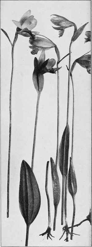 Snake Mouth Or Rose Pogonia (Pogonia ophioglossoides)