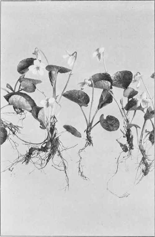 Sweet White Violet (Viola blanda)
