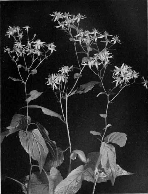 White Wood Aster (Aster divaricatus)