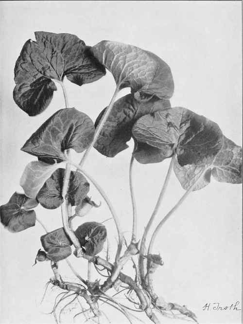 Wild Ginger (Asarum Canadense)