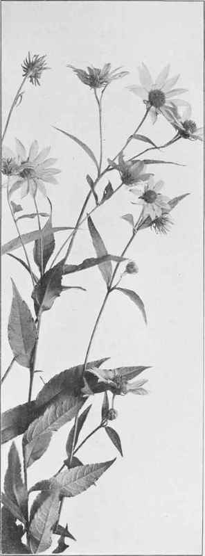 Wild Sunflower (Helianthus decapetaltts)