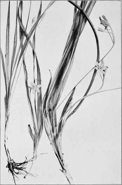Yellow Star Grass (Hypoxis hirsuta)