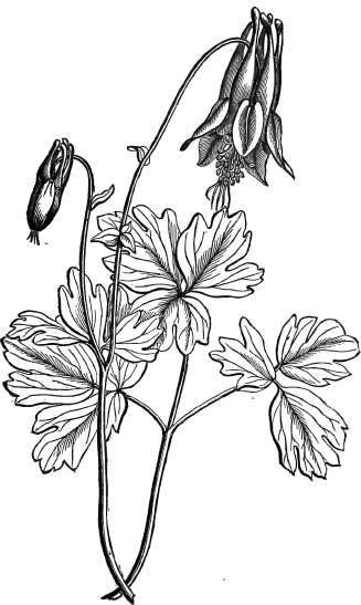 Aquilegia Canadensis