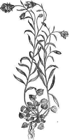 Campanula Rotundifolia