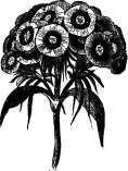 Directions For Flowering Dutch Bulbous Roots In Po NewBookOfFlowers 4