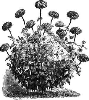 Double Zinnia