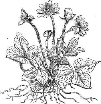 Hepatica Acutiloba