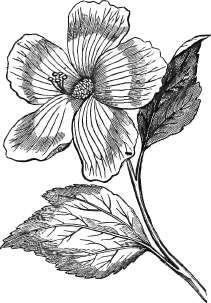 Hibiscus Moscheutos