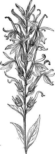 Lobelia Cardinalis