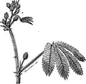 Mimosa Pudica