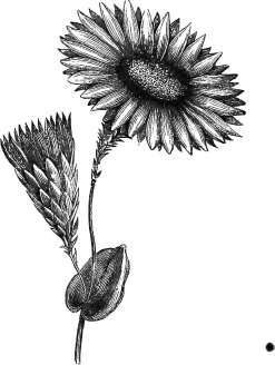 Rhodanthe Maculata