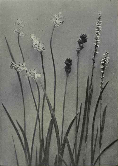 Alpine Bistort (Polygonum viviparum) Glutinous Asphodel (Tofieldia glutinosa)