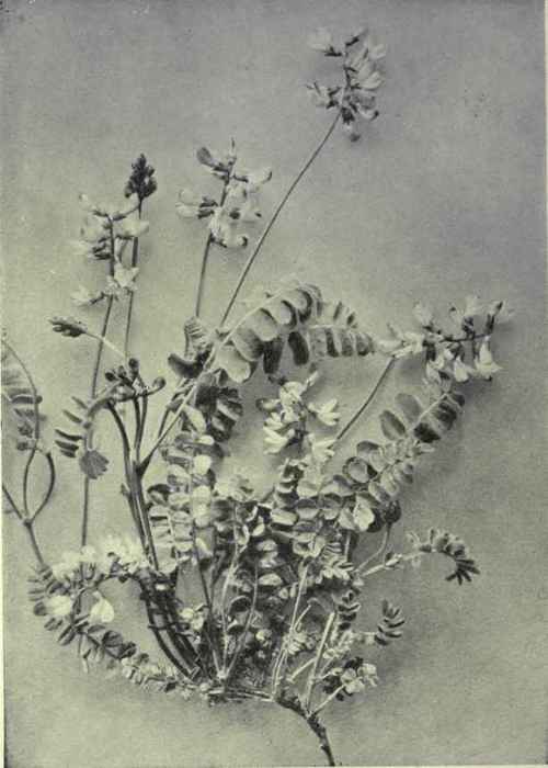 Alpine Milk Vetch (Astragalus alpinus)