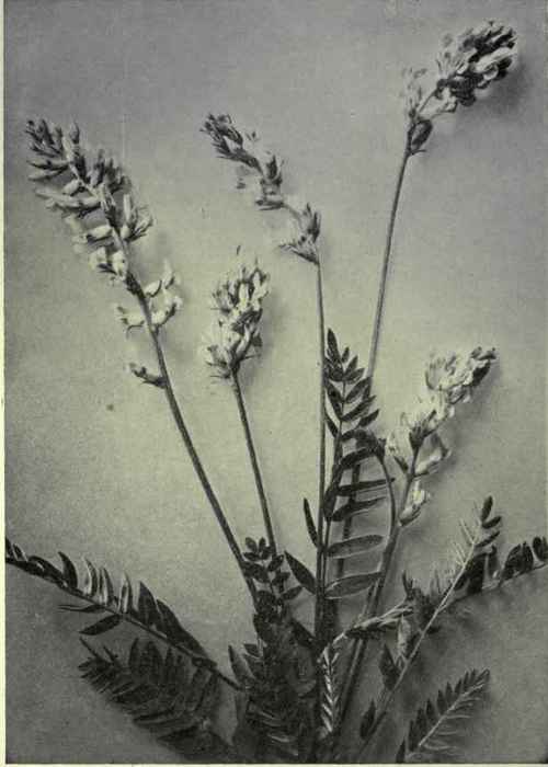 Alpine Oxytrope (Oxytropis viscida)