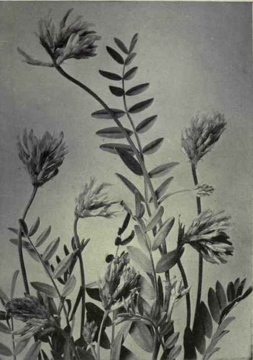 Ascending Milk Vetch (Astragalus adsurgens)