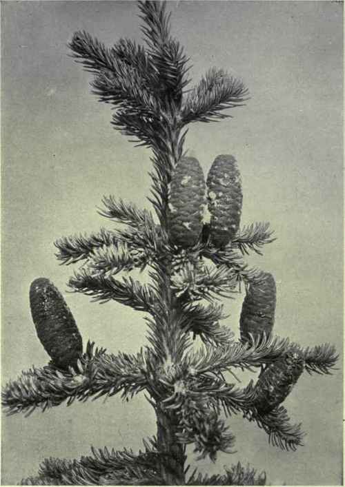 Balsam Fir (Abies lasiocarpa)