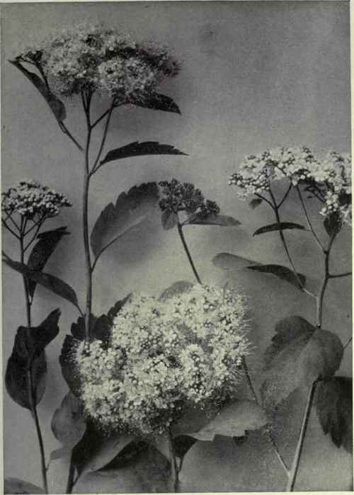 Birch leaved Spiraea (Spiraea lucida)