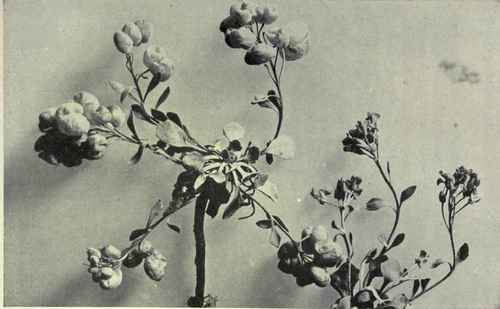 Bladder pod (Physaria didymocarpa)