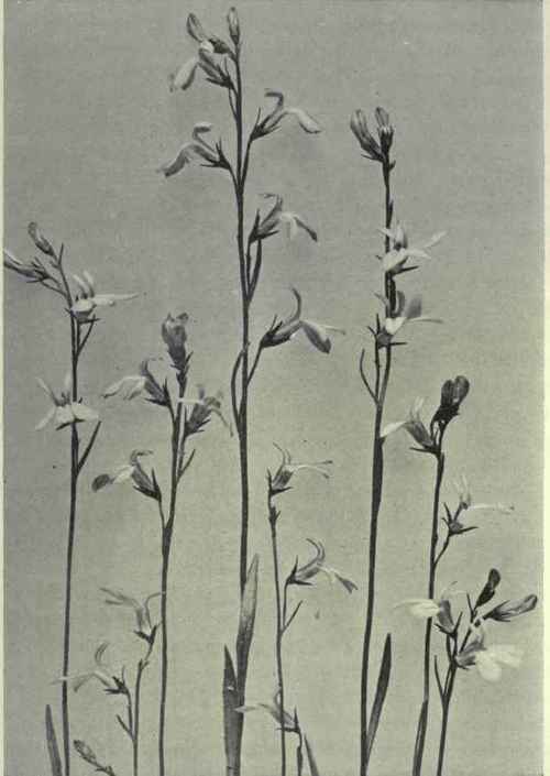 Brook Lobelia (Lobelia Kalmii)