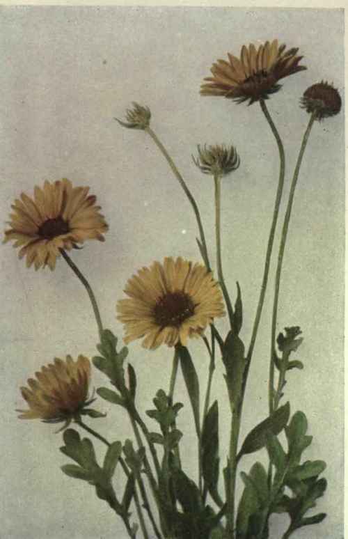 Brown eyed Susan (Gaillardia aristata)