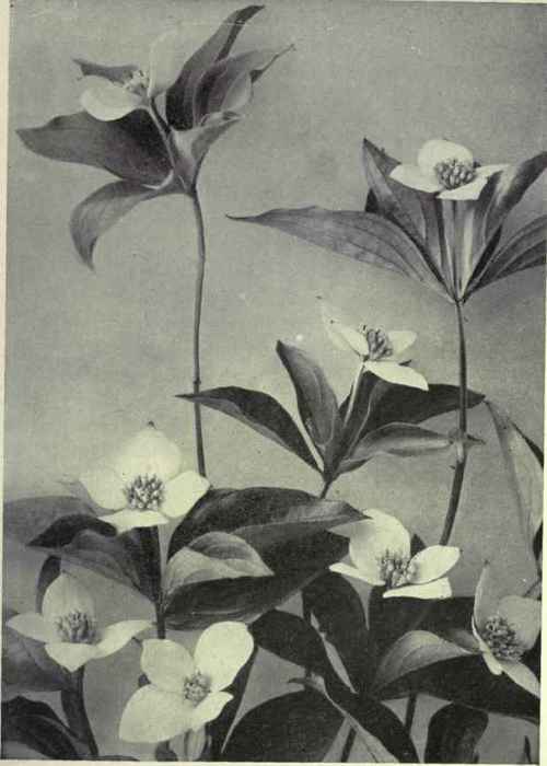 Bunchberry (Cornus canadensis)