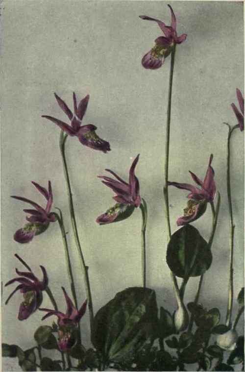 Calypso (Calypso bulbosa)