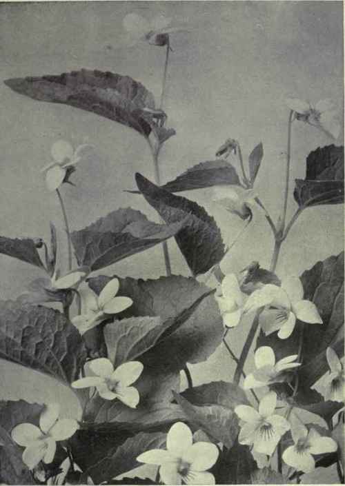 Canada Violet (Viola canadensis)