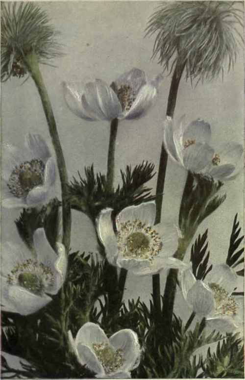 Chalice Cup (Anemone occidentalis)