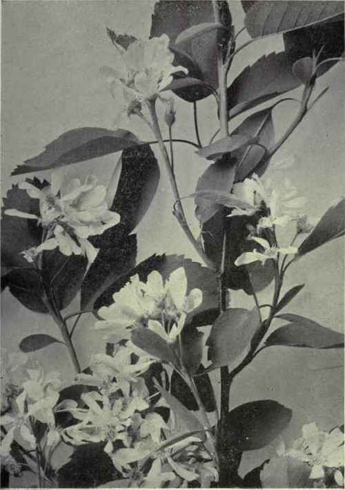 Common Serviceberry (Amehnchier florida)