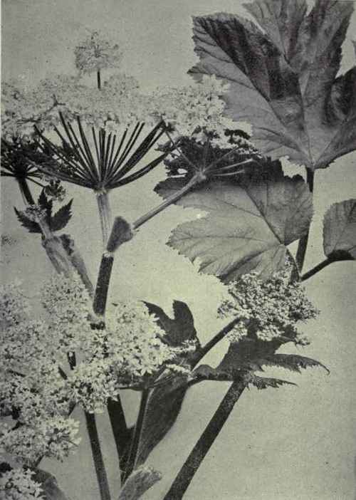 Cow Parsnip (Heracleum lanatum)