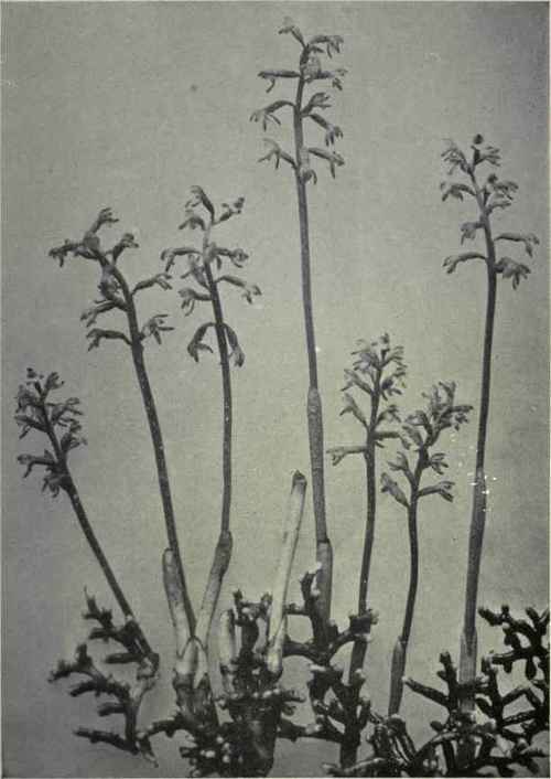 Early Coral Root (Corallorhisa trifida)